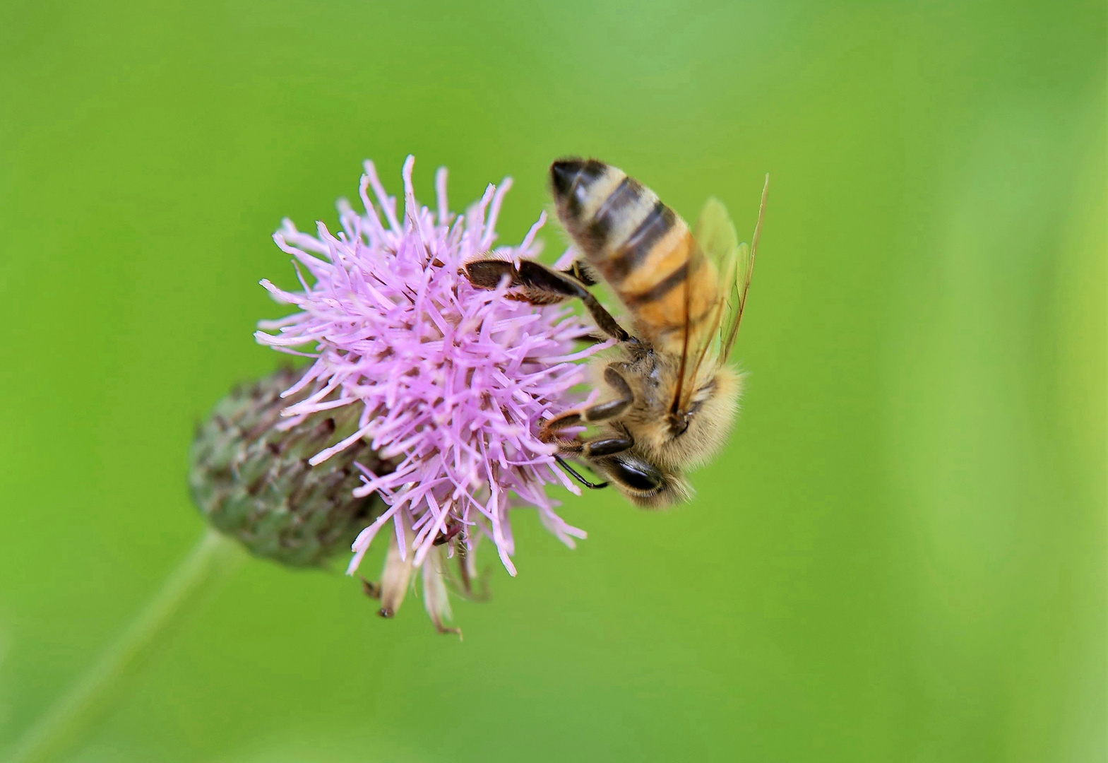 Fleißiges Bienchen 