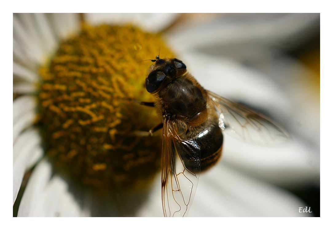 ...fleißiges Bienchen :)