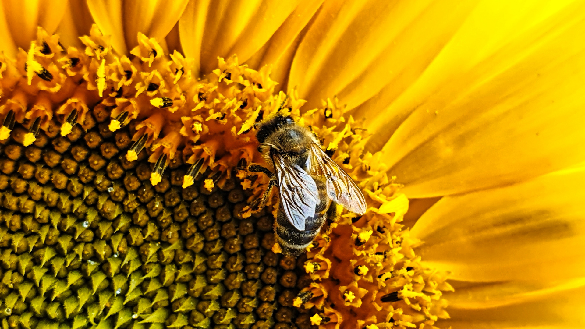 Fleißiges Bienchen...