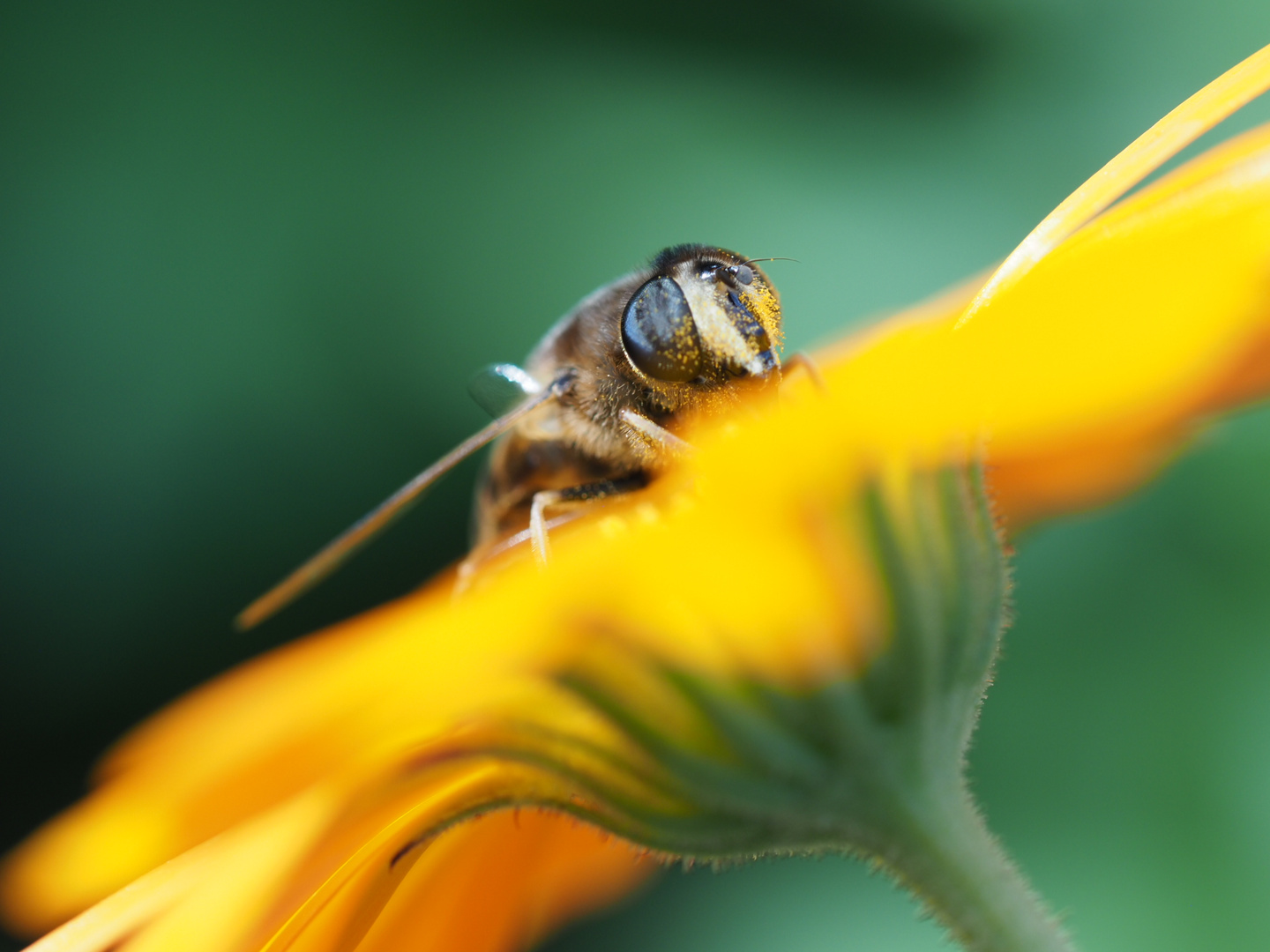 Fleißiges Bienchen