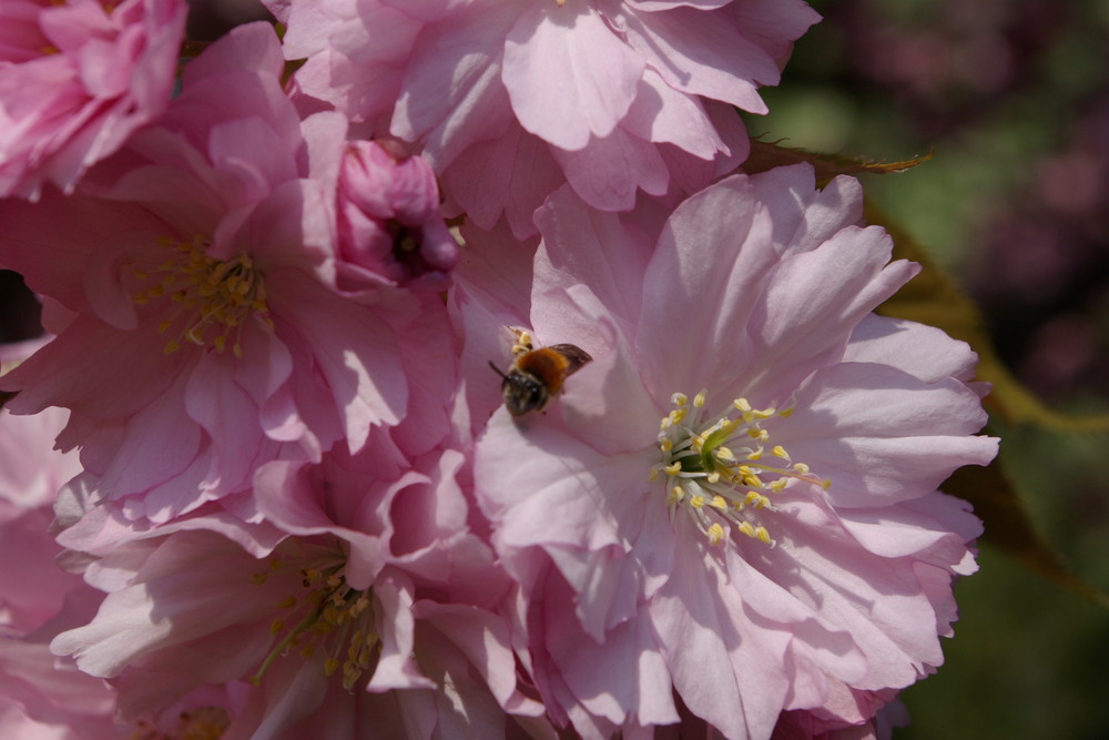 fleißiges bienchen