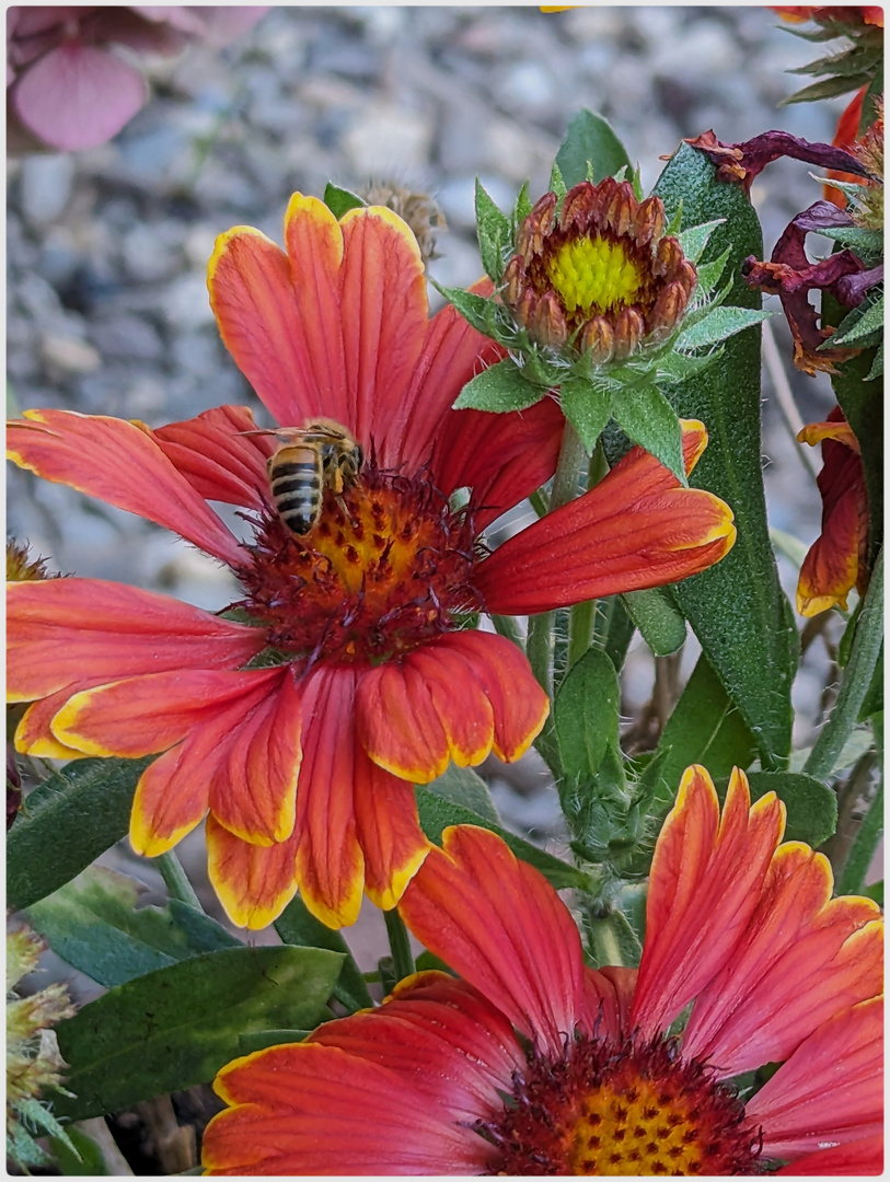 fleißiges Bienchen ....