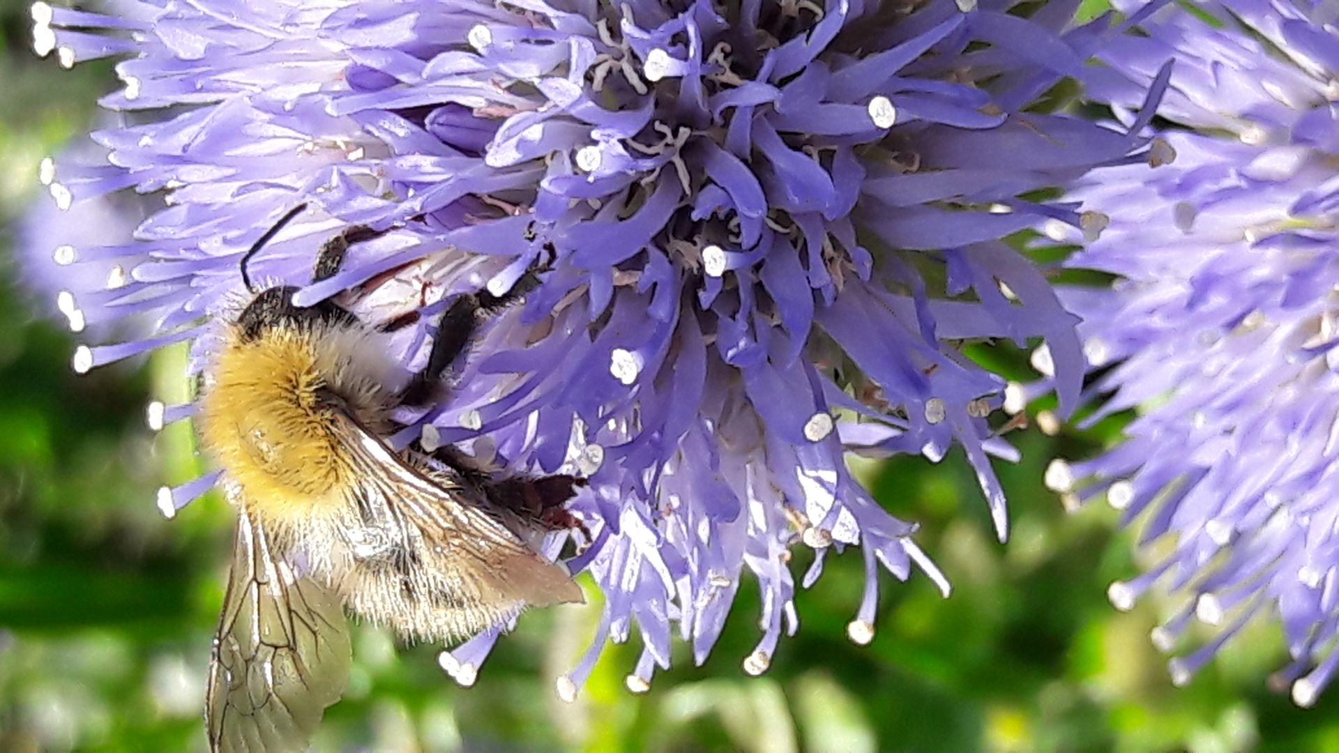 Fleißiges Bienchen