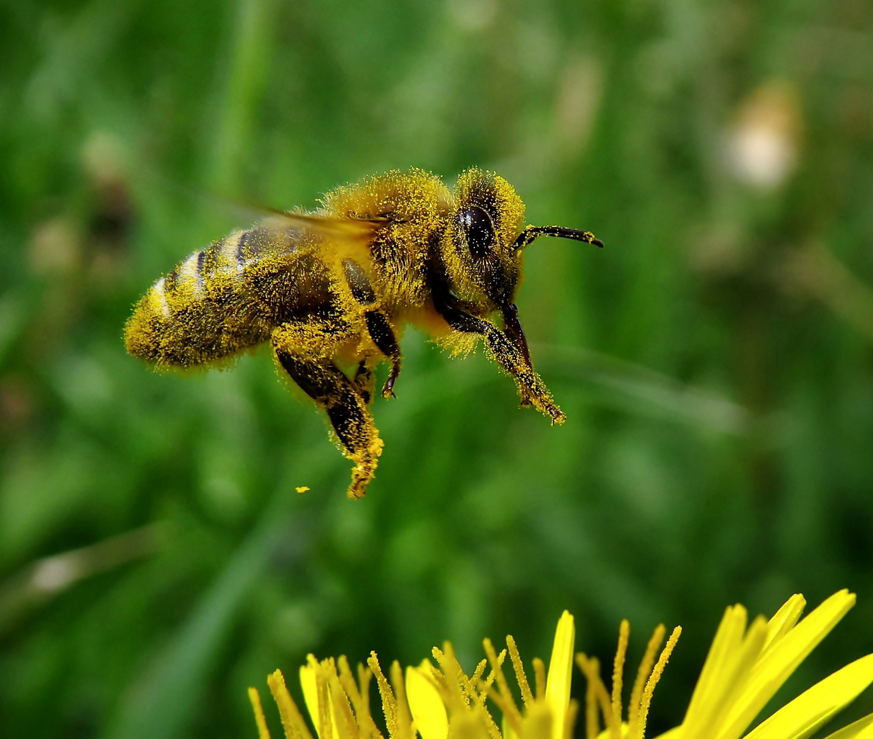 fleißiges Bienchen