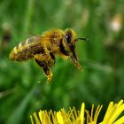 fleißiges Bienchen