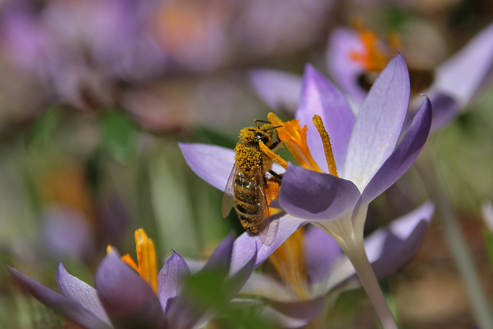 fleissiges Bienchen