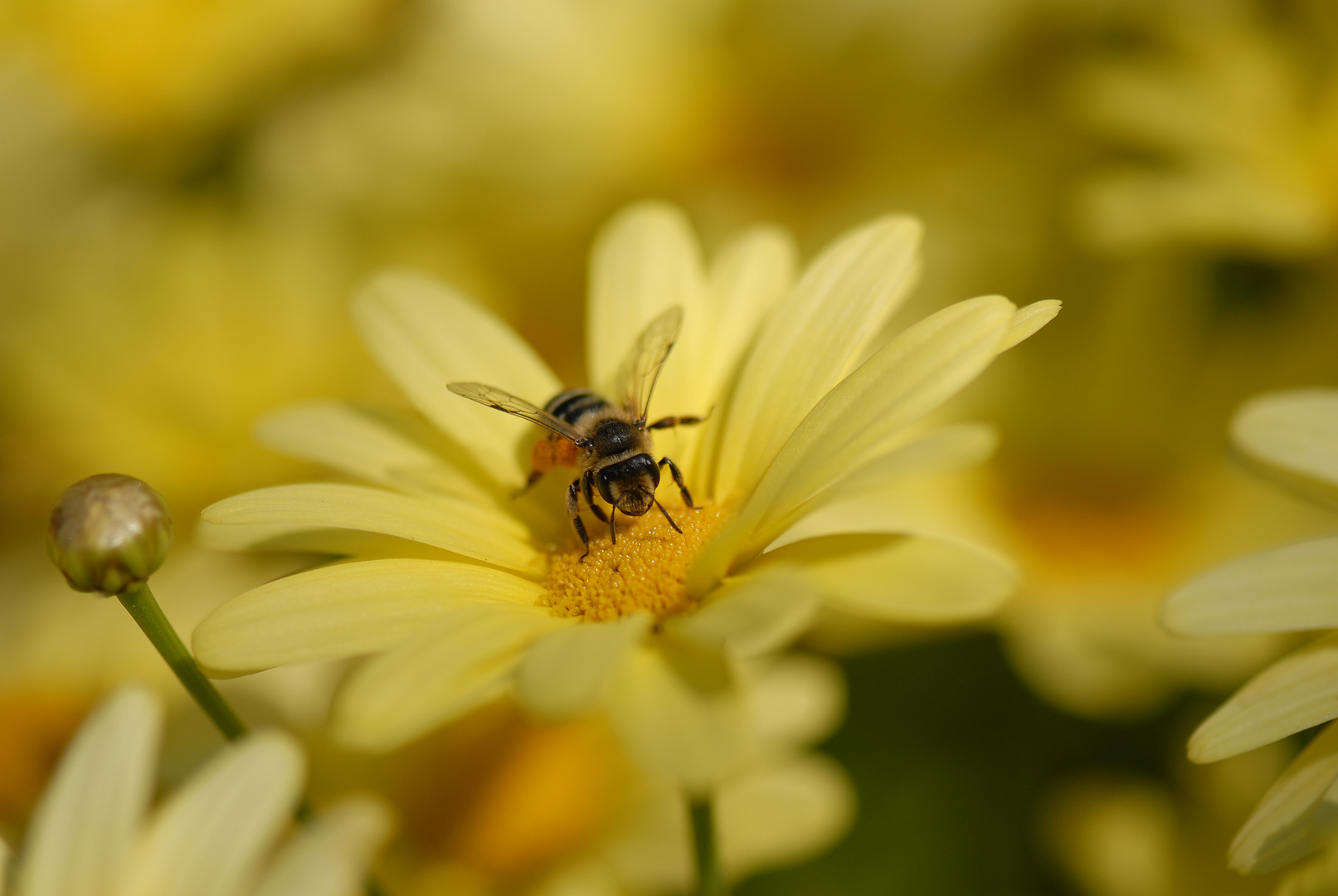 Fleißiges Bienchen