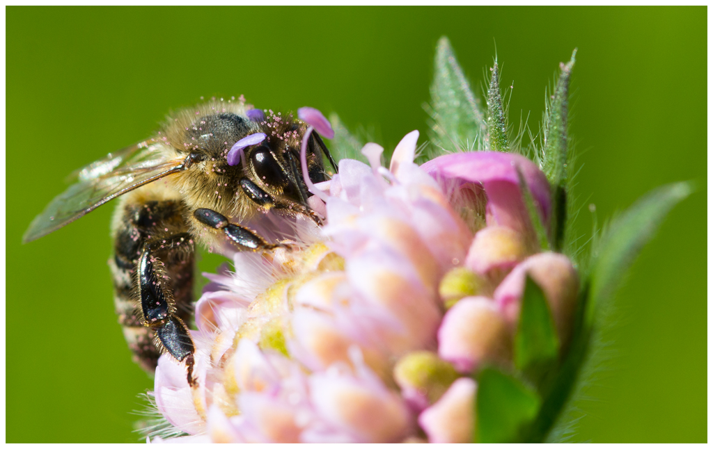 Fleißiges Bienchen