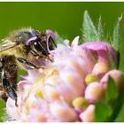 Fleißiges Bienchen