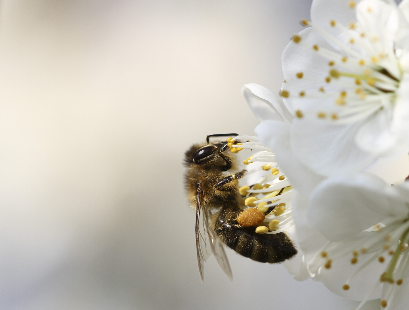 Fleißiges Bienchen