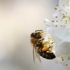 Fleißiges Bienchen