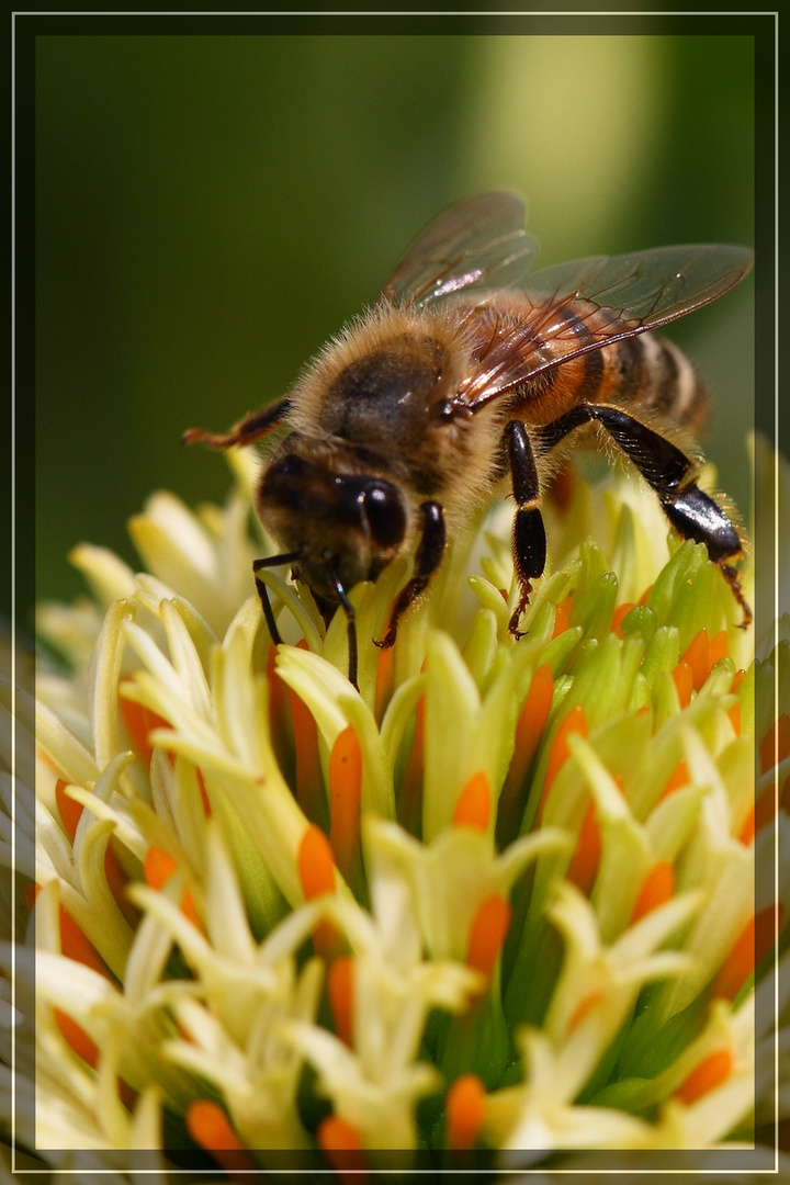 fleissiges Bienchen