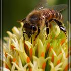 fleissiges Bienchen