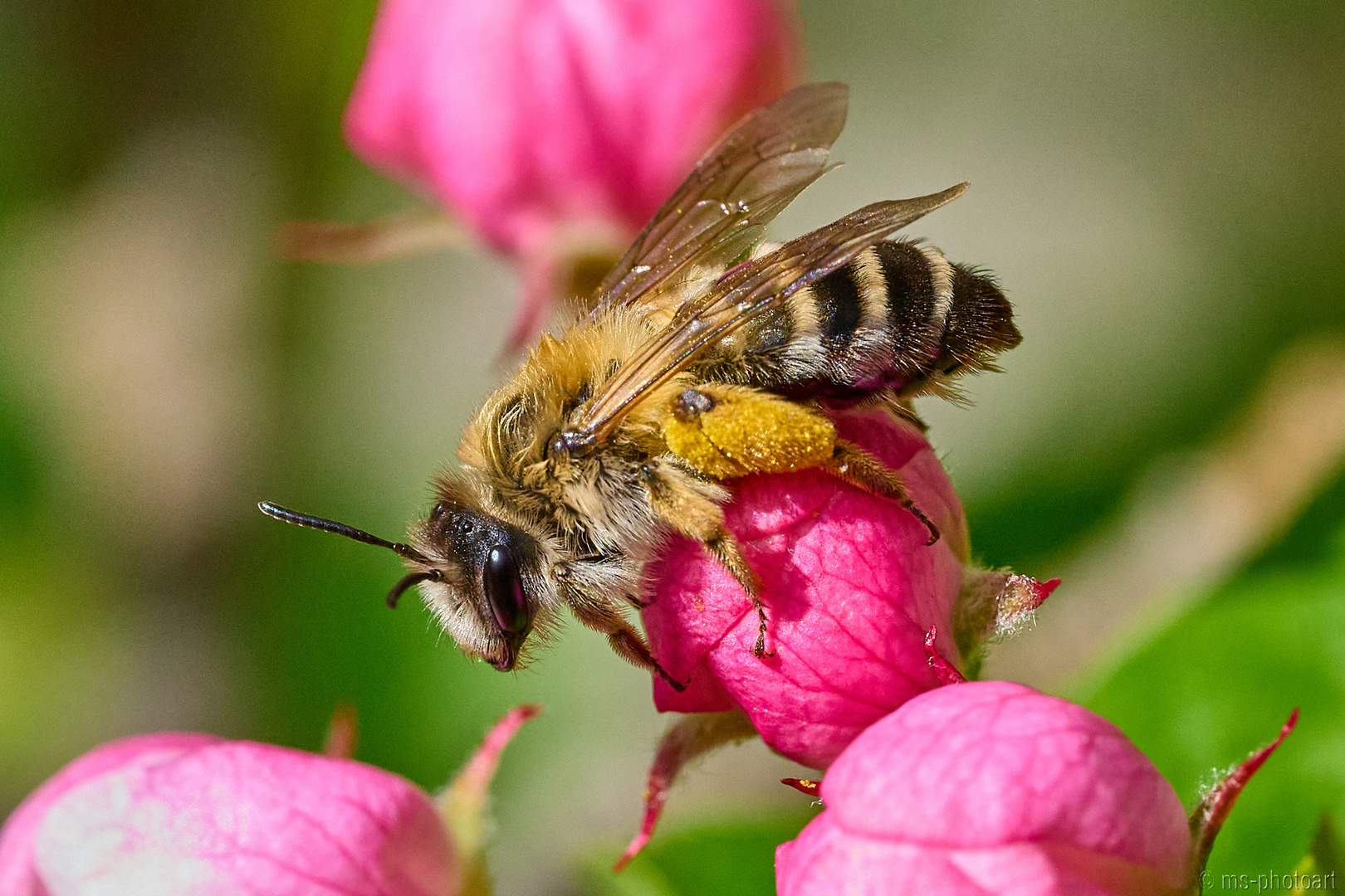 Fleißiges Bienchen