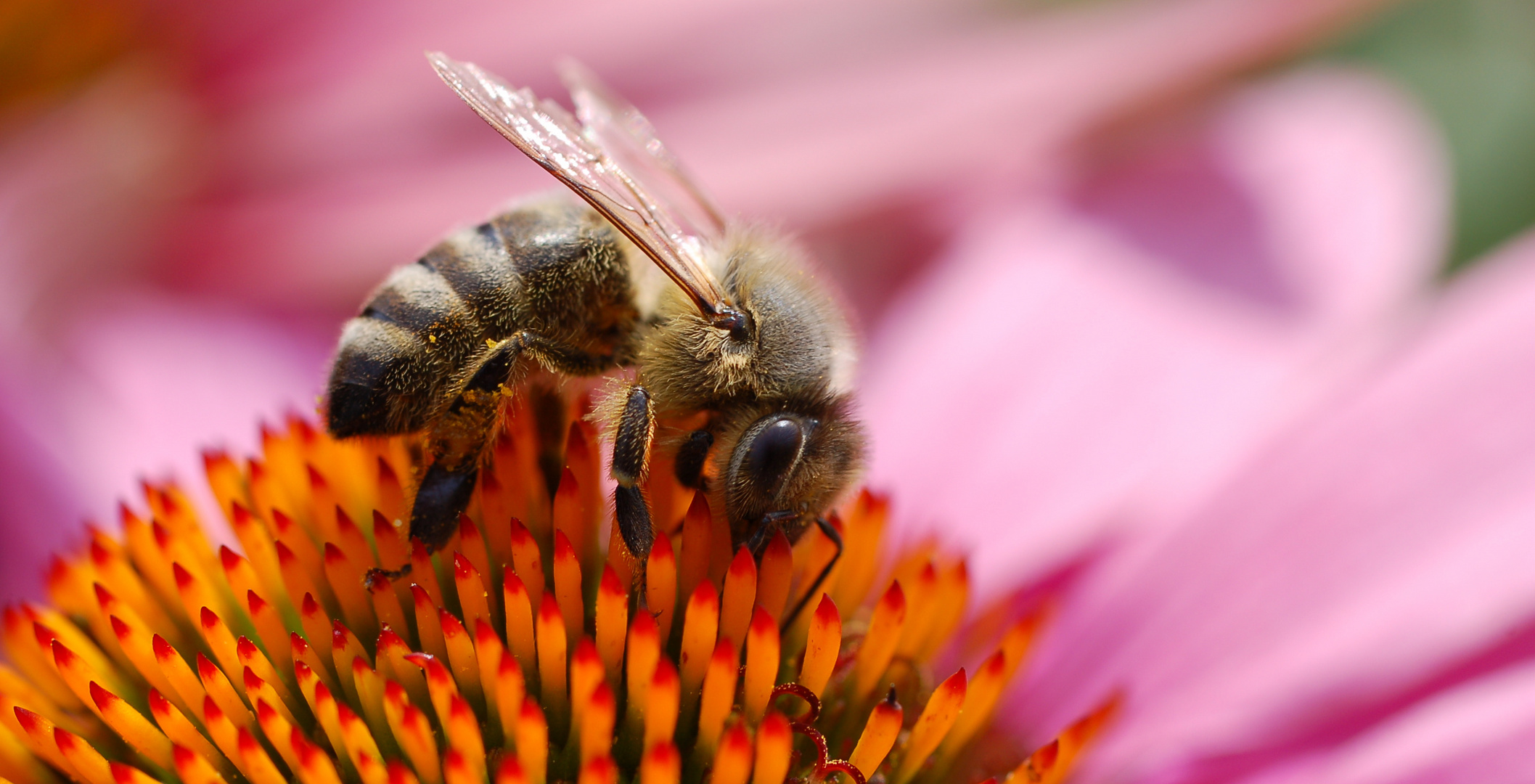 Fleissiges Bienchen