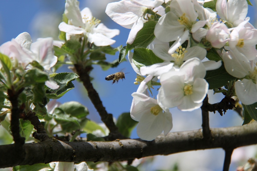 "fleißiges Bienchen"