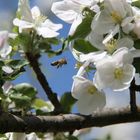 "fleißiges Bienchen"