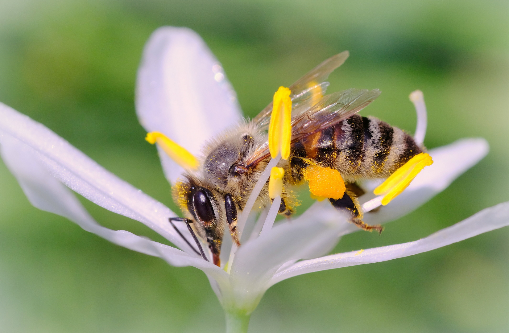 fleißiges Bienchen