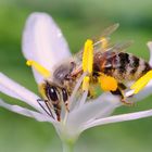 fleißiges Bienchen