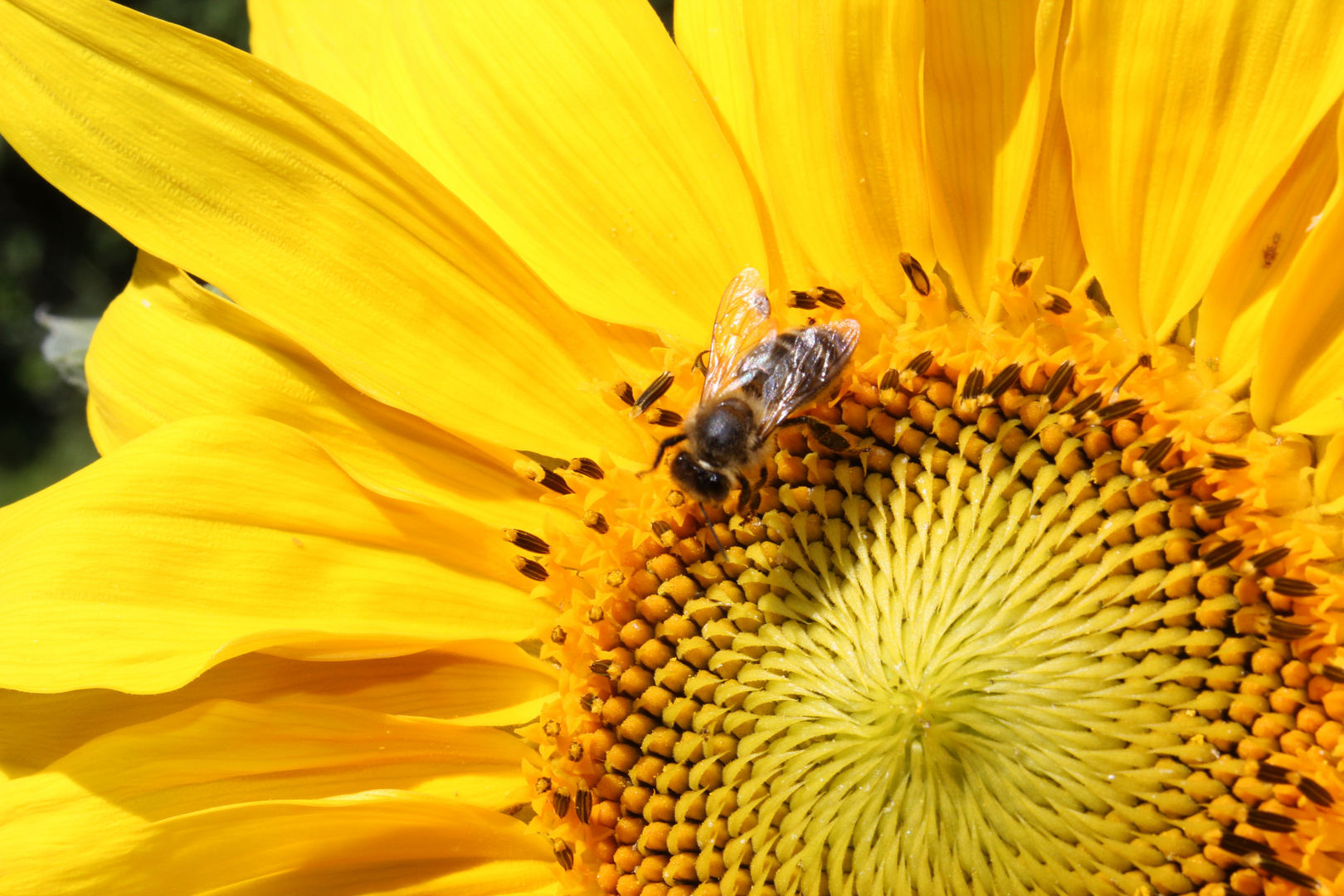 fleissiges Bienchen