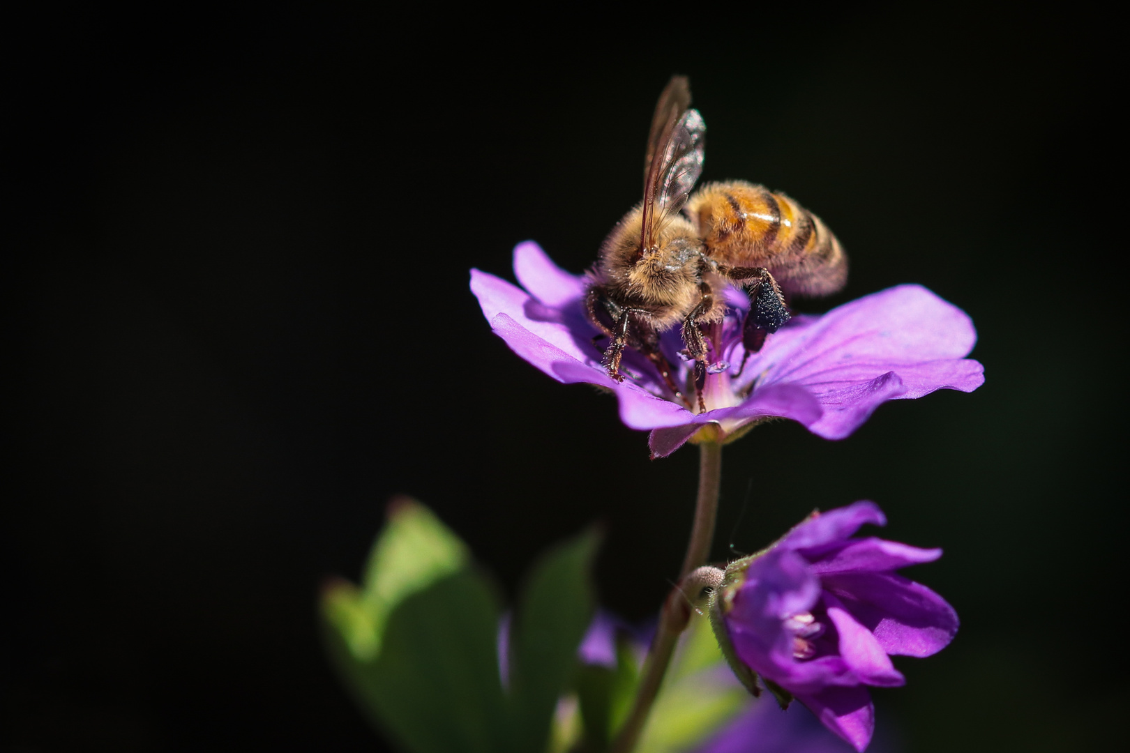 Fleißiges Bienchen