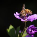 Fleißiges Bienchen