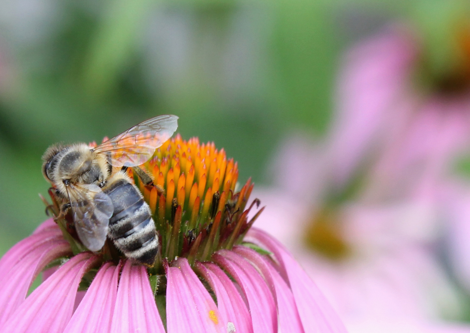 Fleißiges Bienchen