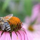 Fleißiges Bienchen