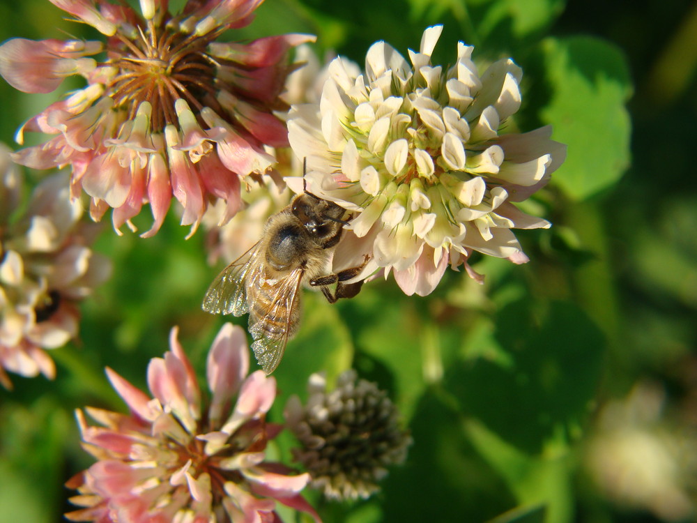 fleissiges Bienchen