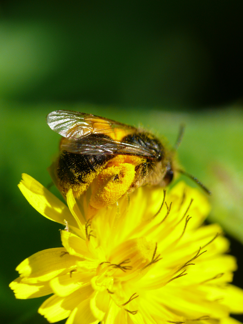 Fleissiges Bienchen