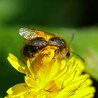 Fleissiges Bienchen