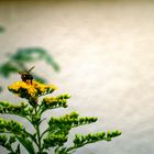 Fleißiges Bienchen 