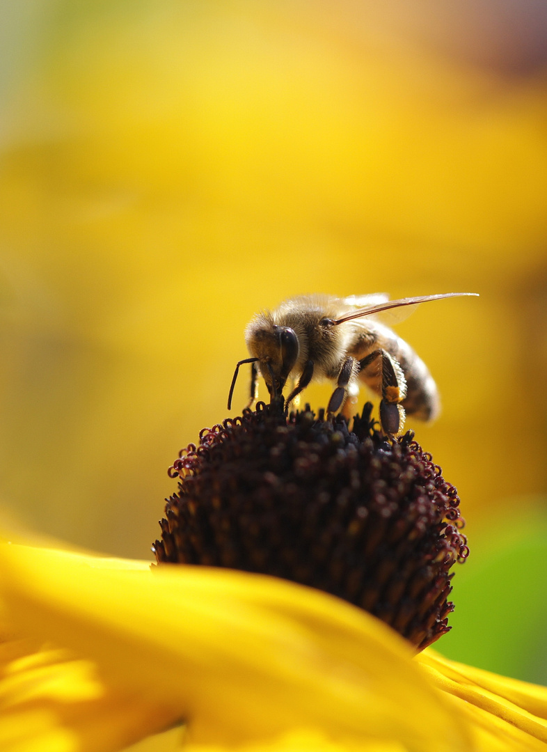 fleißiges Bienchen