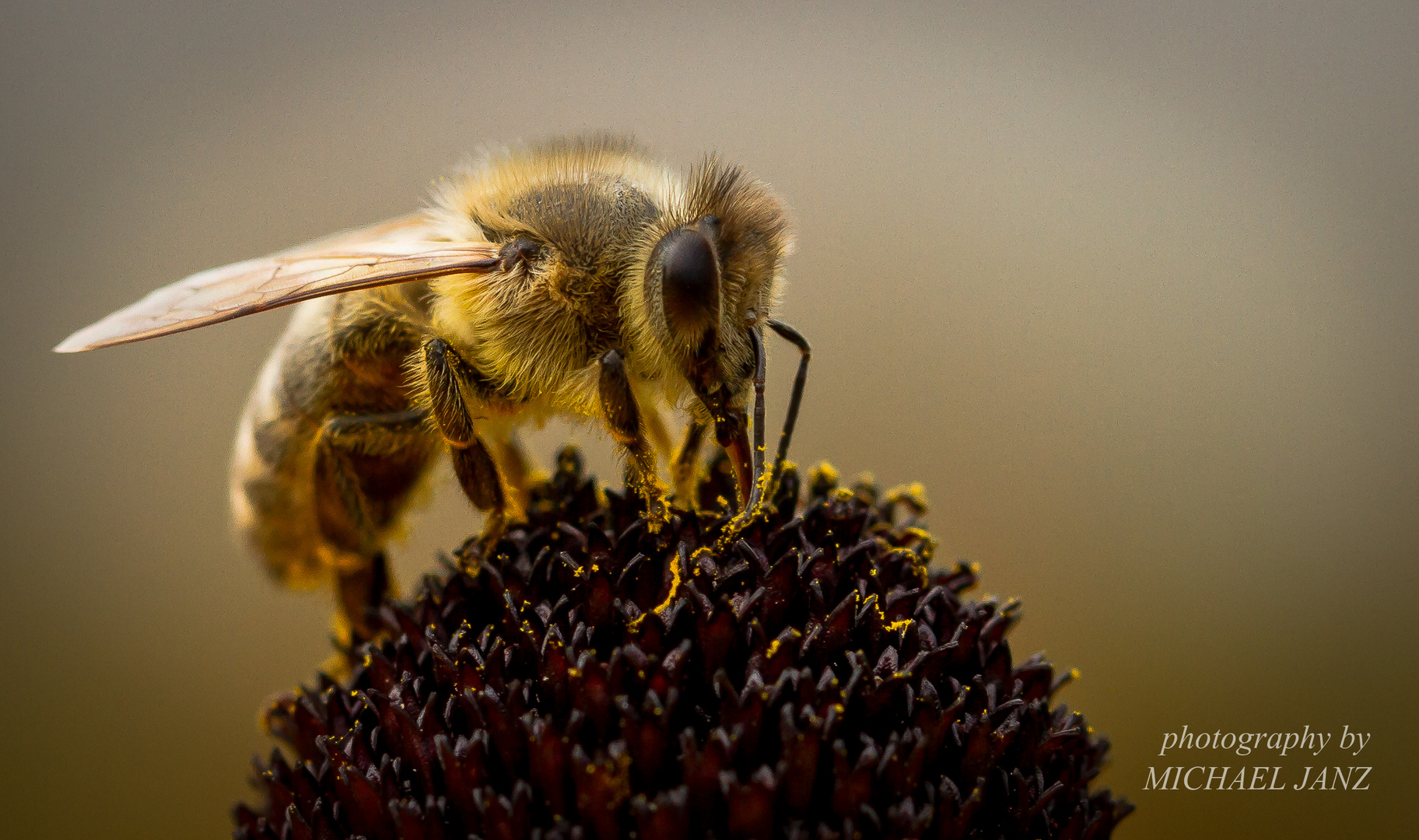 fleißiges Bienchen...