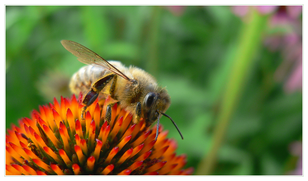 Fleißiges Bienchen