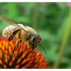 Fleißiges Bienchen