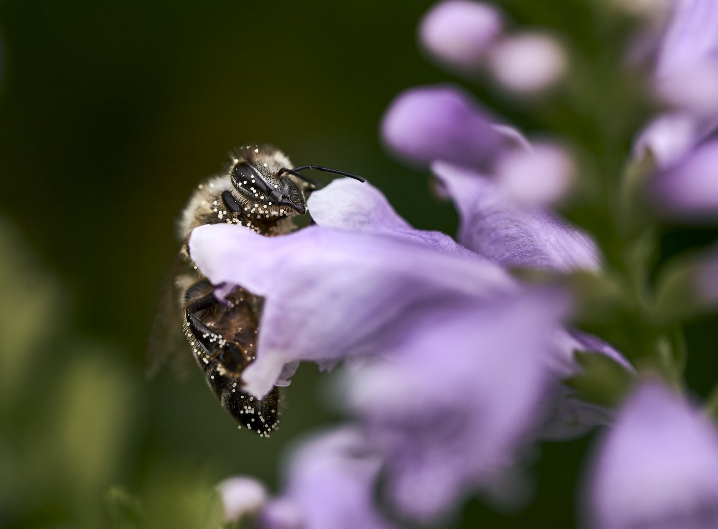 Fleißiges Bienchen