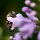 Fleißiges Bienchen