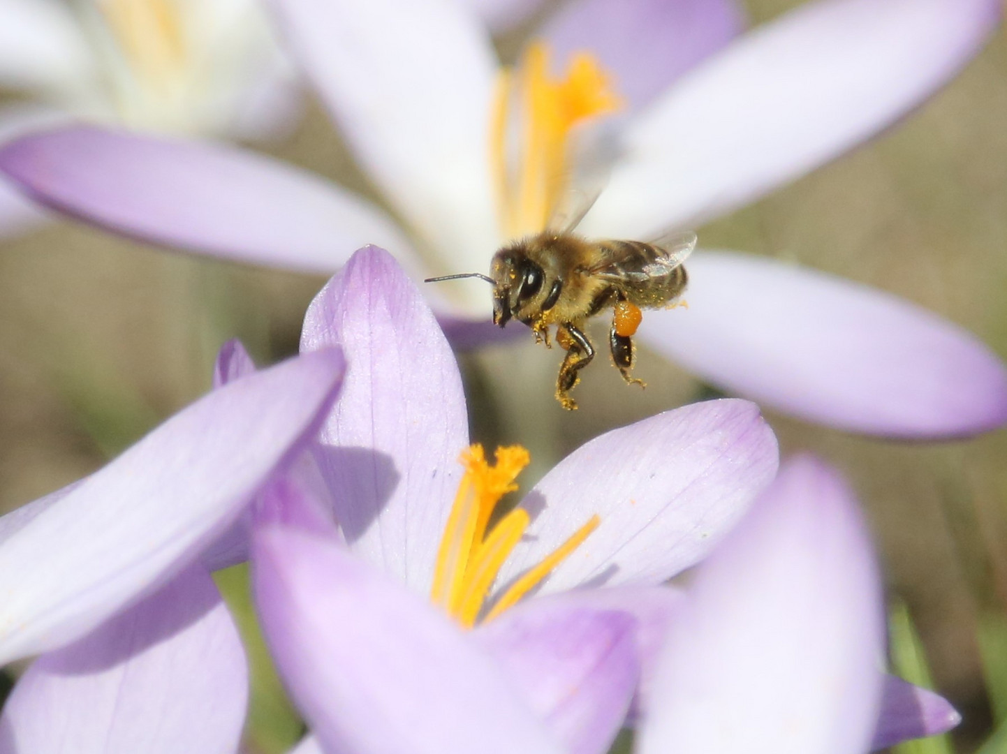 fleißiges Bienchen