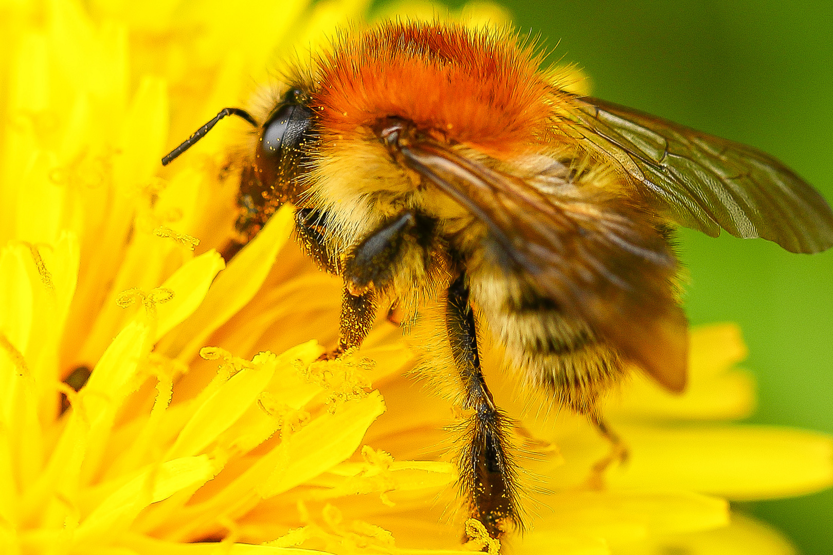 Fleißiges bienchen 