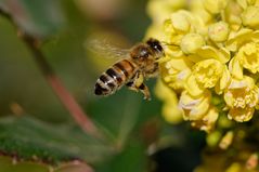 fleißiges Bienchen