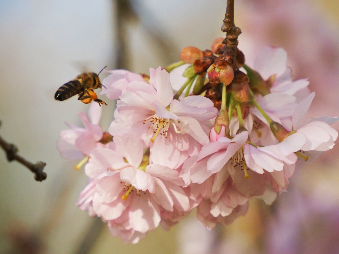 fleißiges Bienchen