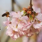 fleißiges Bienchen