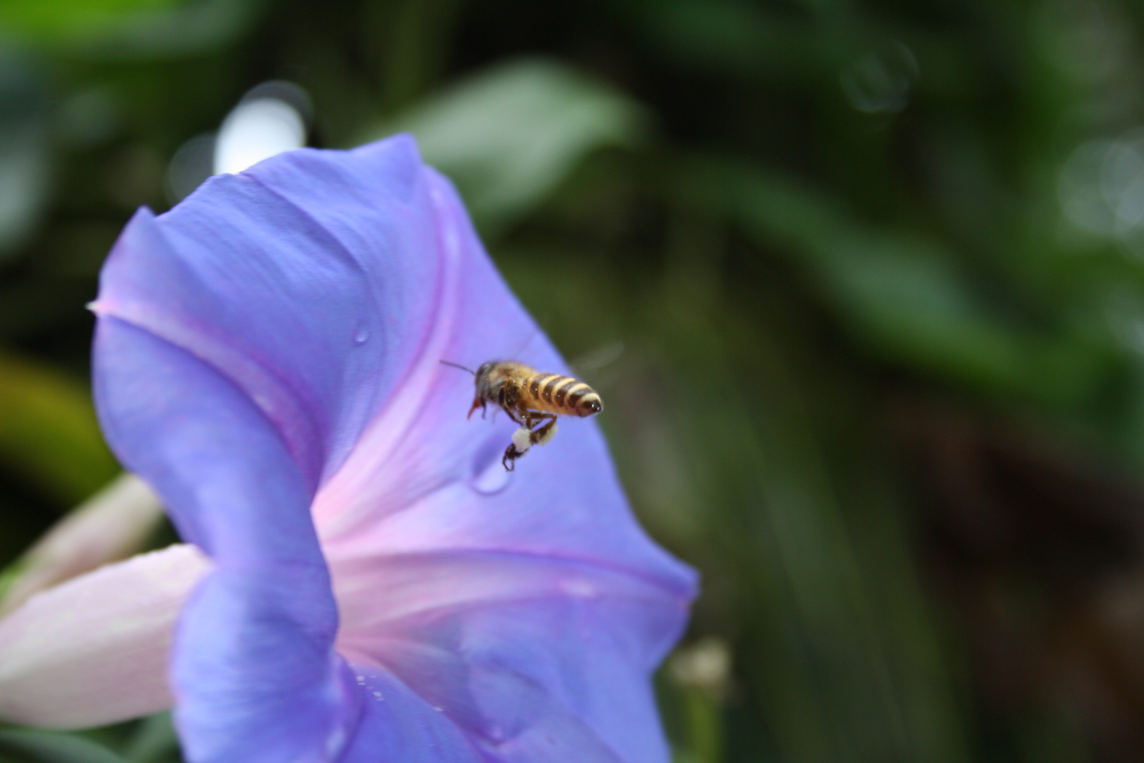 Fleißiges Bienchen!