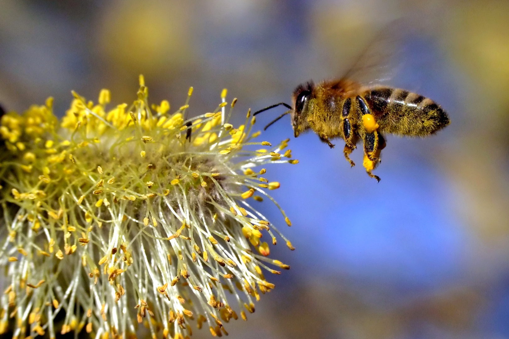 Fleißiges Bienchen