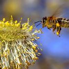 Fleißiges Bienchen