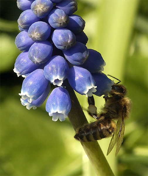 Fleissiges Bienchen