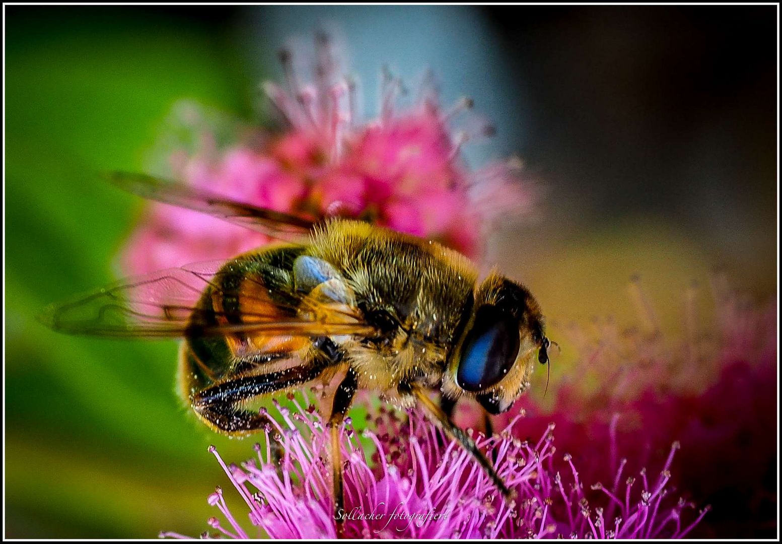 Fleißiges Bienchen...