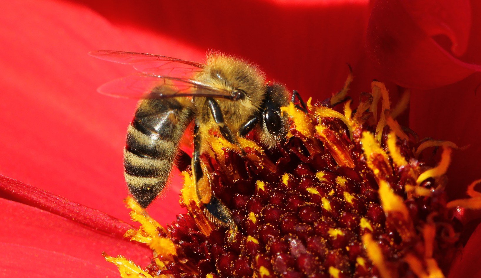 Fleißiges Bienchen