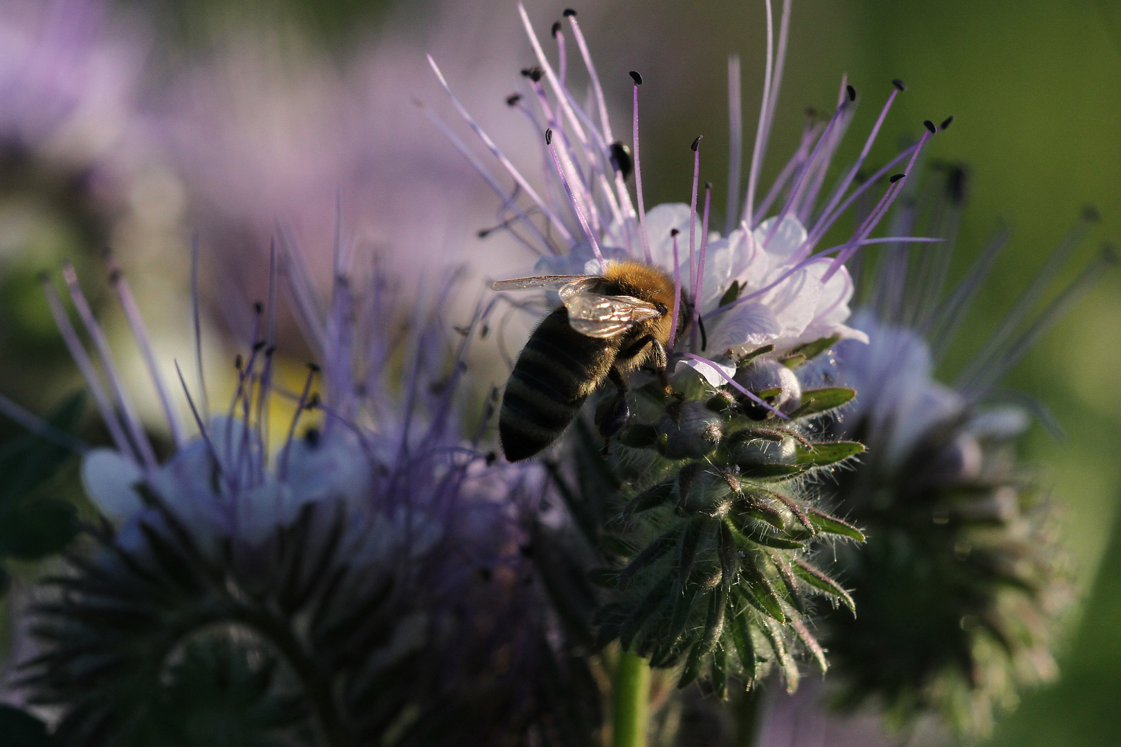 Fleißiges Bienchen